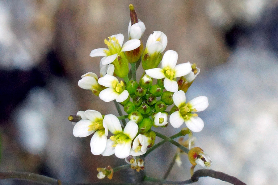 Arabis da determinare - Arabis sp.